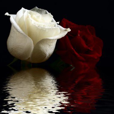 Roses red and white flooding in water clipart