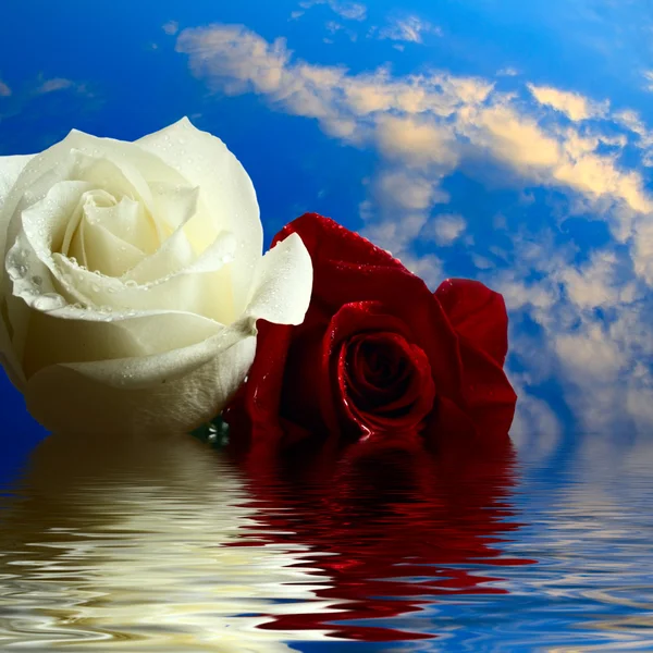 Güller kırmızı ve beyaz su sel — Stok fotoğraf