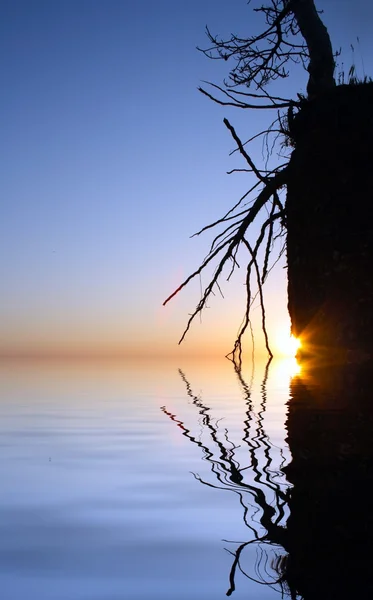 Árvore seca na rocha e pôr do sol — Fotografia de Stock