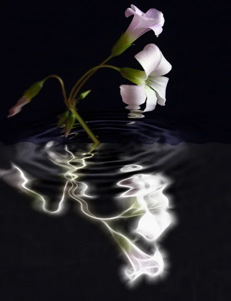 Oxalis flores reflexão abstrata — Fotografia de Stock