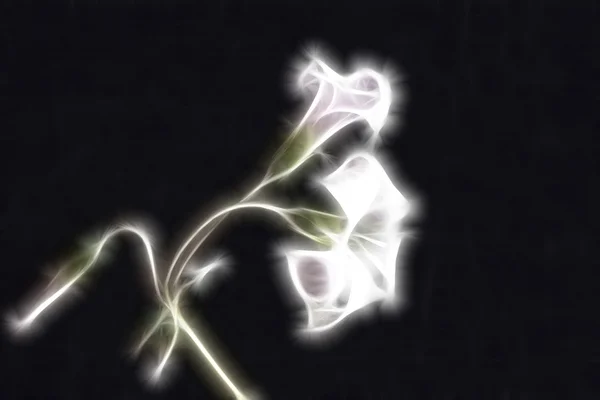 Květiny oxalis abstraktní fraktální — Stock fotografie