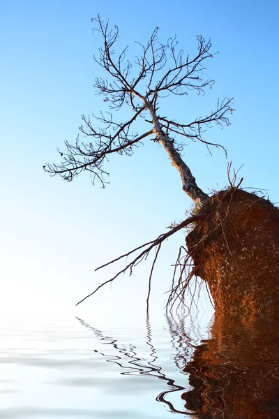 stock image Dry tree on rock