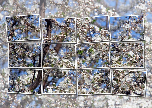 Třešeň květ přes oblohu — Stock fotografie