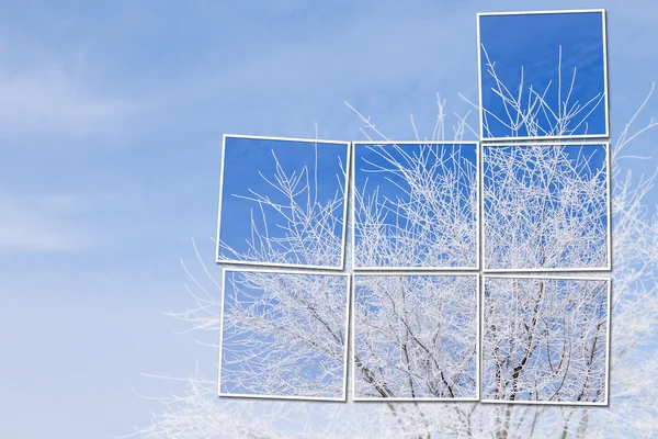Hó alatt kék ég, fehér fa — Stock Fotó