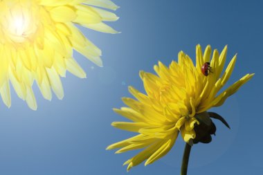 Pair dahlias and ladybird clipart