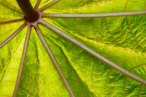 Close-up abstract leave structure — Stock Photo, Image