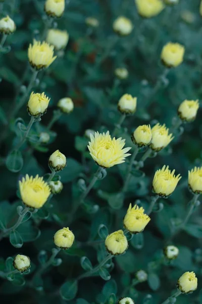 Бутоны хризантемы — стоковое фото