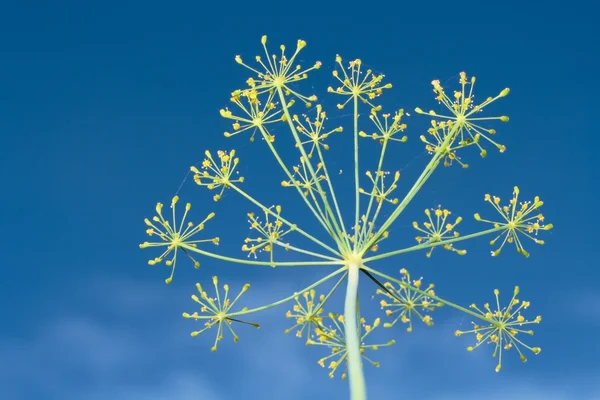 Fennel over blue sky — Stock Photo, Image