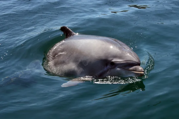 Бешеный дельфин, выглядывающий из воды — стоковое фото