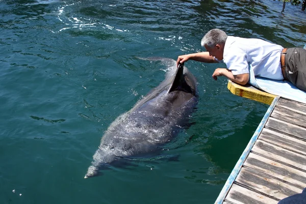 Homem acaricia golfinho engarrafado — Fotografia de Stock