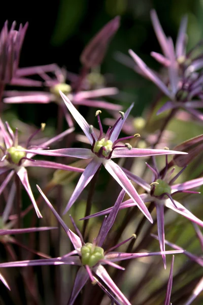 Allium in blossom — Stock Photo, Image