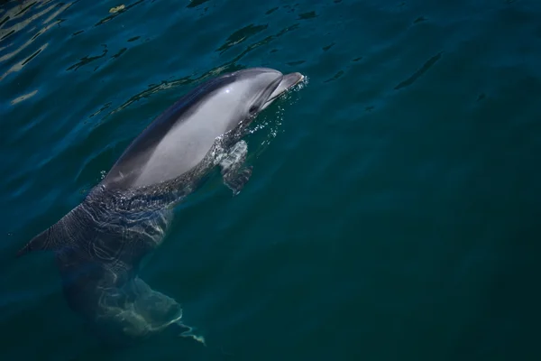 Díval se do vody delfín skákavý — Stock fotografie