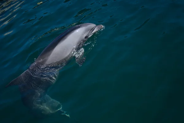 Bottlenose dolphin looking out the water — Stock Photo, Image