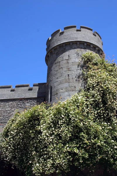 stock image White roses and castle