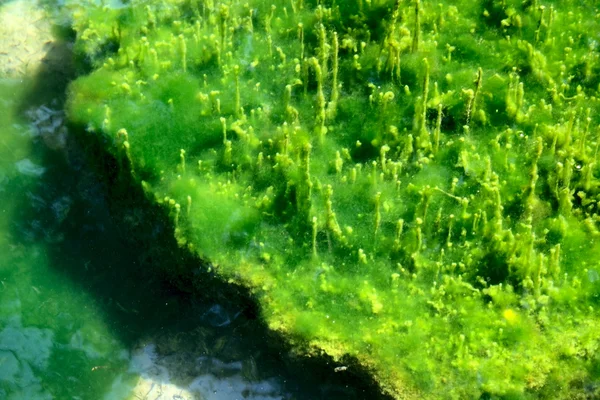 Водяные растения под водой — стоковое фото