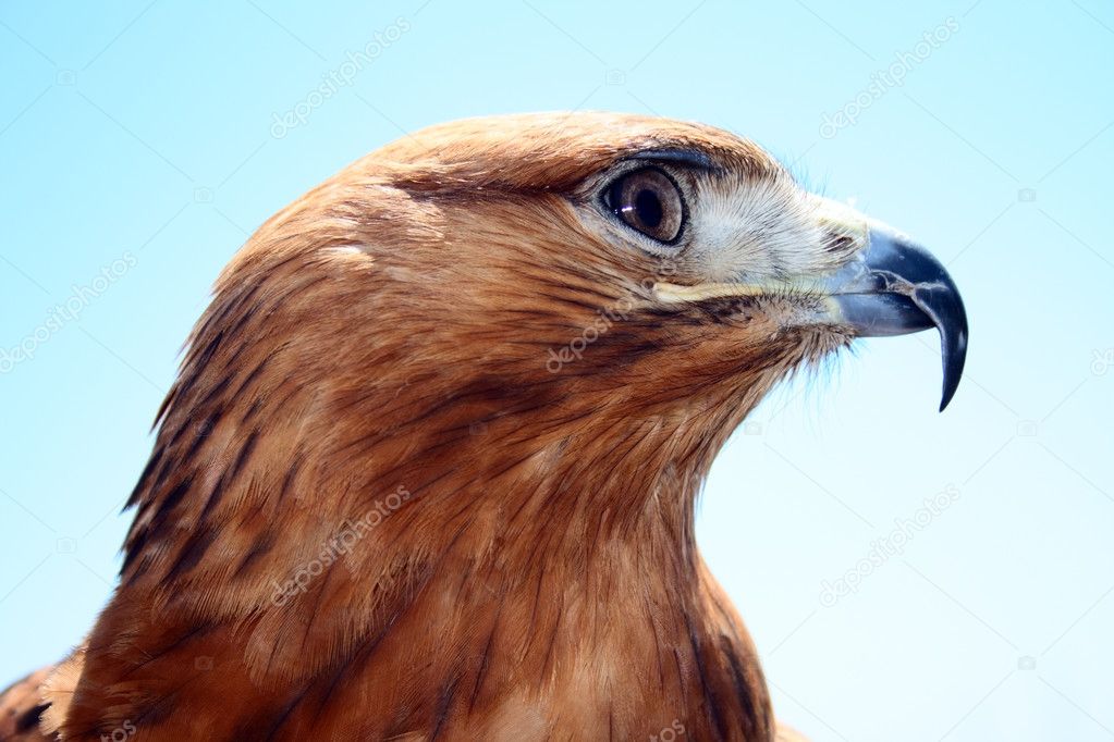 Red eagle head