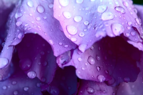 Drops on pion petals — Stock Photo, Image