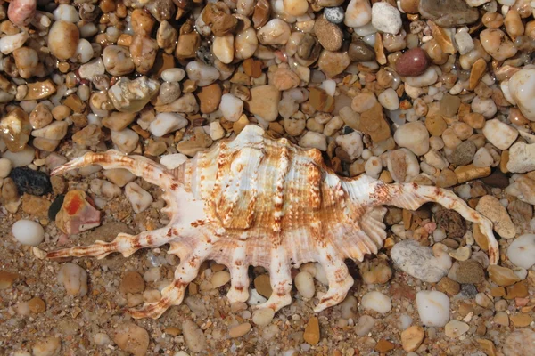 Seashell on seashore — Stock Photo, Image