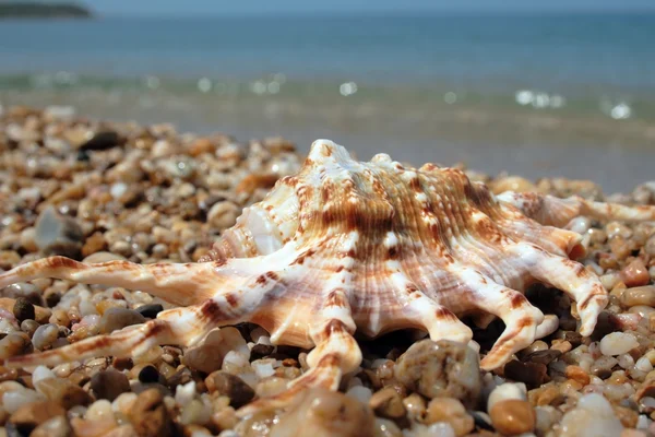 Seashell on seashore — Stock Photo, Image