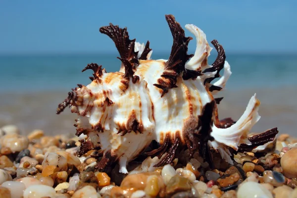 Concha marina en la orilla del mar — Foto de Stock