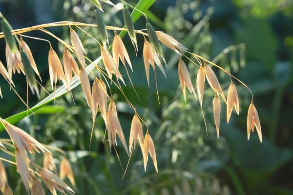 Oats spikes — Stock Photo, Image