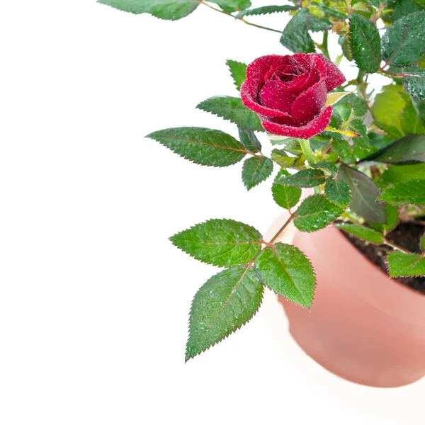 Rote kleine Groth Rose mit Wassertropfen auf weißem Grund. — Stockfoto