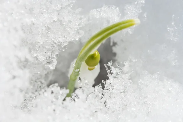 Pierwszy snowdrop kwiat. — Zdjęcie stockowe