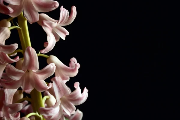 Pink hyacinthus — Stock Photo, Image