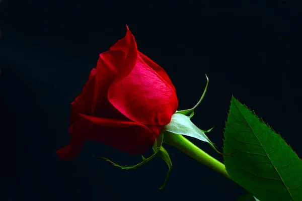 Rote Rose — Stockfoto