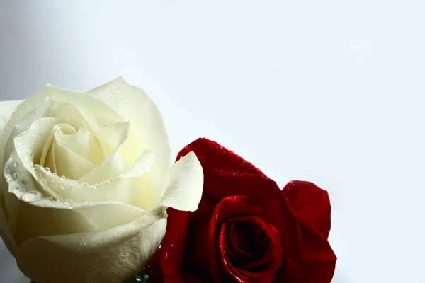 Róże czerwone i białe — Zdjęcie stockowe
