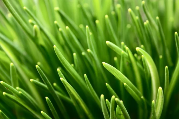 Grass in spring — Stock Photo, Image