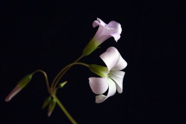 Oxalis çiçekler