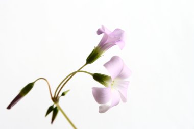 Oxalis çiçekler