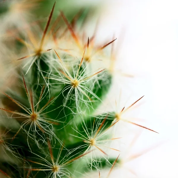 Stock image Small big cactus