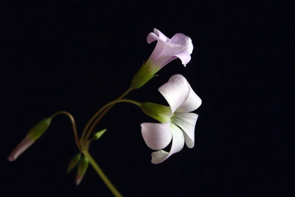 Oxalis çiçekler — Stok fotoğraf
