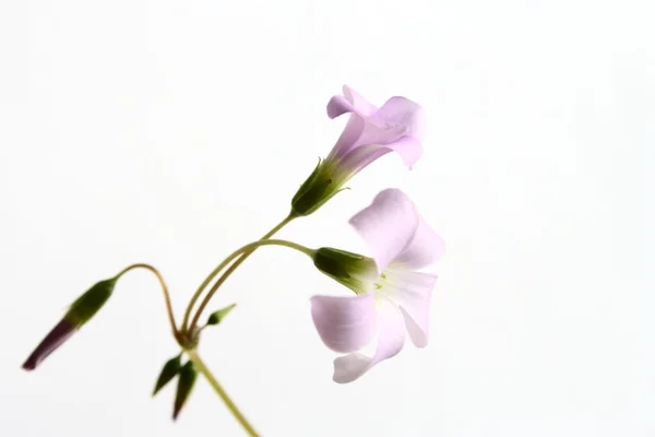 Oxalis blommor — Stockfoto