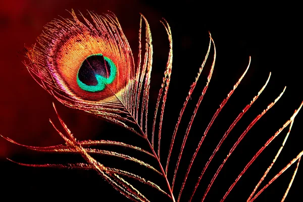 Peacock plume — Stock Photo, Image
