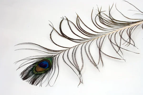 Peacock plume — Stock Photo, Image