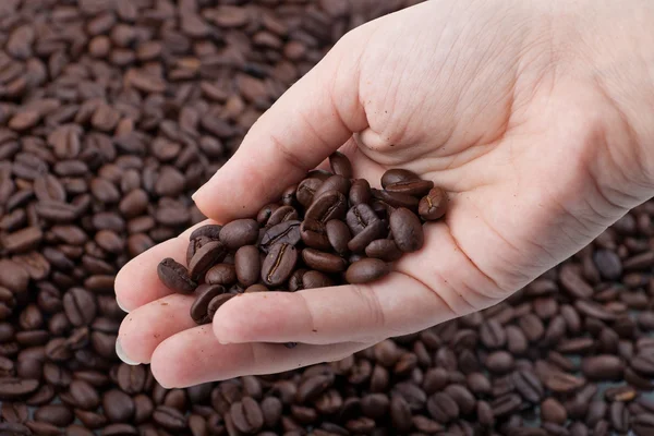 Woman hand holding coffee grains. — Stock Photo, Image