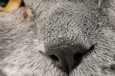 sessiz bir İngiliz kedi ait closeup fotoğraf