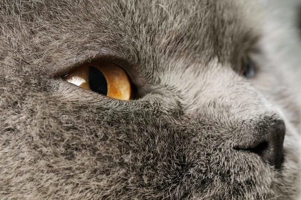 Closeup photo of a quiet British cat — Stock Photo, Image