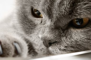 sessiz bir İngiliz kedi ait closeup fotoğraf