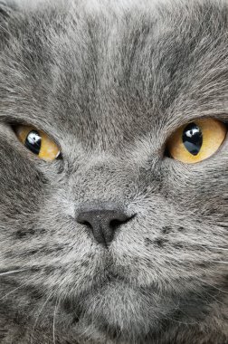 sessiz bir İngiliz kedi ait closeup fotoğraf