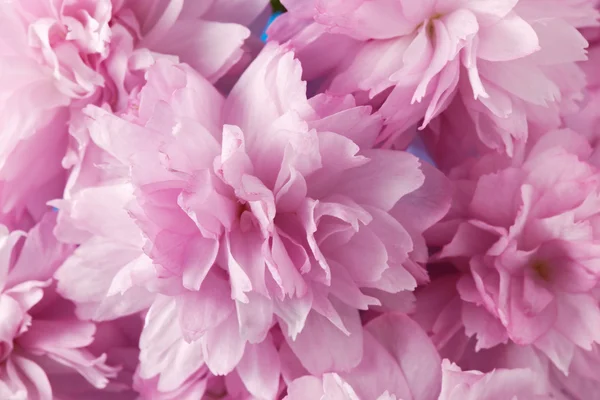 Rosarote Kirschblüte — Stockfoto