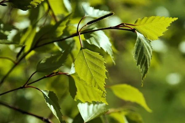 Spring Leaf Background — Stock Photo, Image