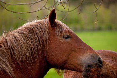 Suffolk Punch clipart