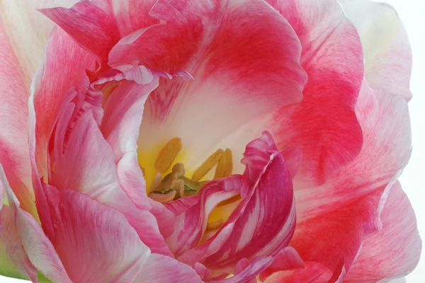 Lalele roz — Fotografie, imagine de stoc