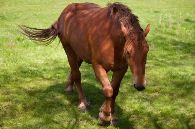 Suffolk Punch clipart