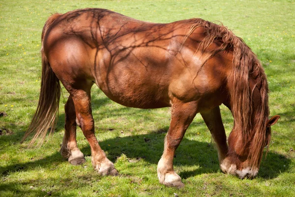 シャイア馬の放牧 — ストック写真