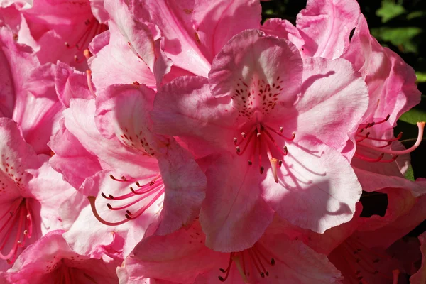 stock image Rhododendron